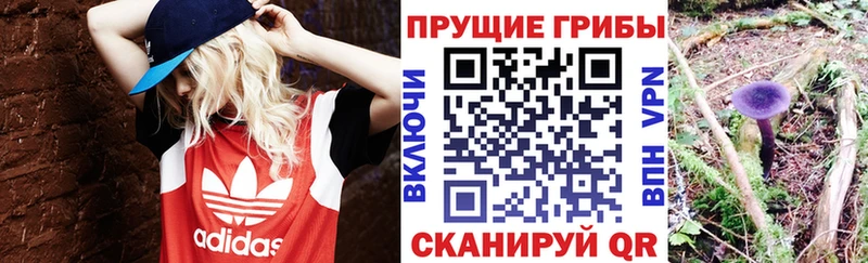 Галлюциногенные грибы Cubensis сайты даркнета формула Ардон omg tor